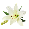 Sheer Lily