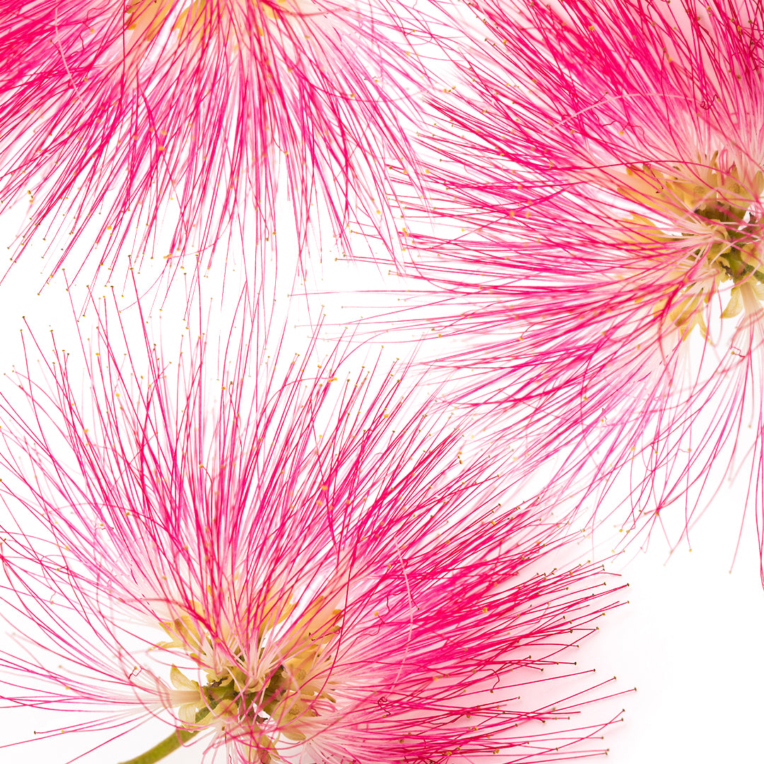 Up Close shot of persian silk tree flower against white background