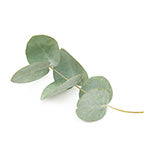 Eucalyptus