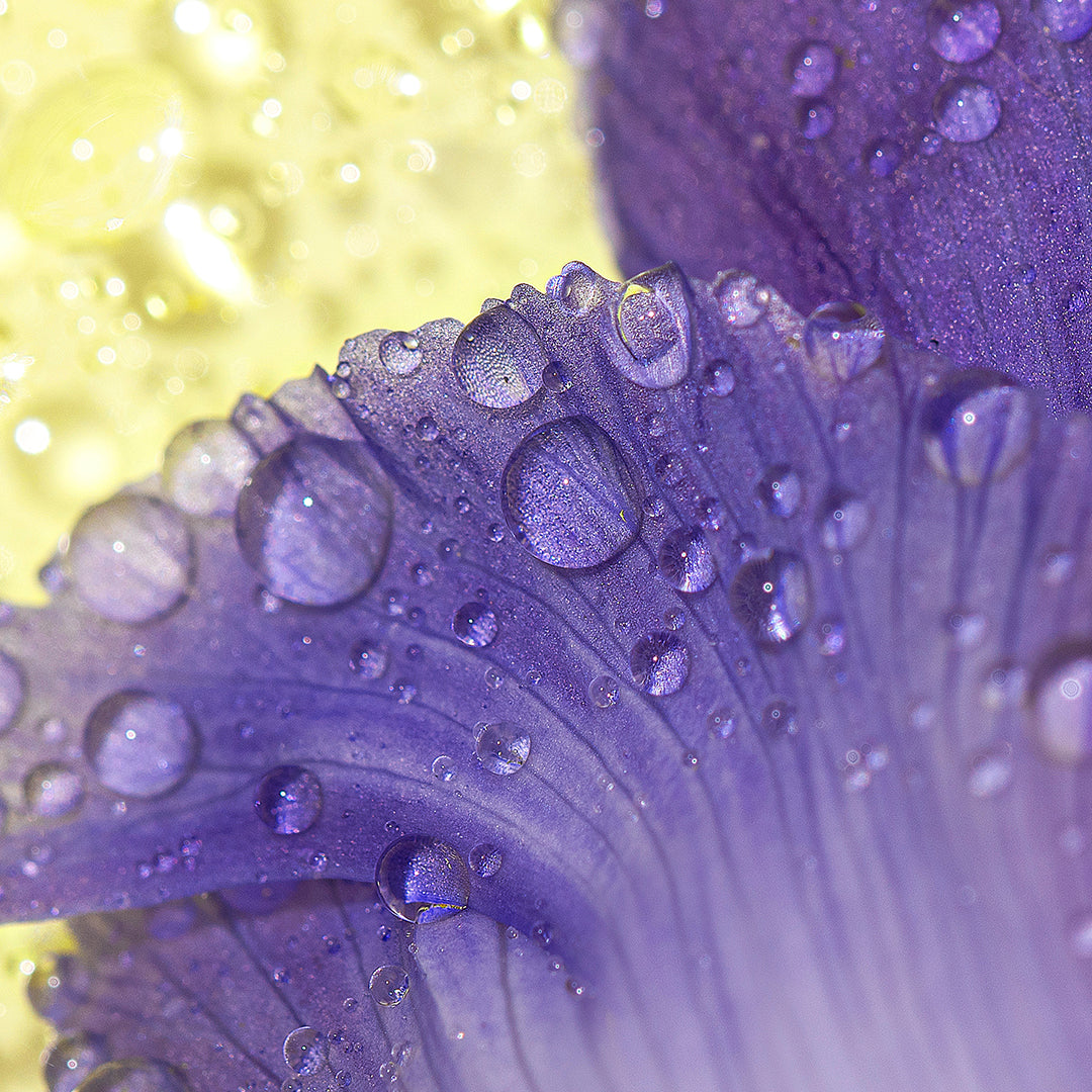 Close up shot of purple Bakuchiol plant with water droplets on the leaves on a yellow background. 
